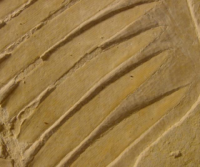 Zamites feneonis BRONGNIART - Bild © FossNet FossilienStore